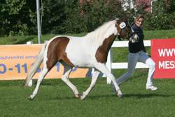 StPrSt. STELLA v. Shamani/Mambo Moscan (NF) (Z.: ZG Polak, Kreien) . Foto: Jutta Wego